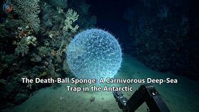 The Death-Ball Sponge: A Carnivorous Deep-Sea Trap in the Antarctic