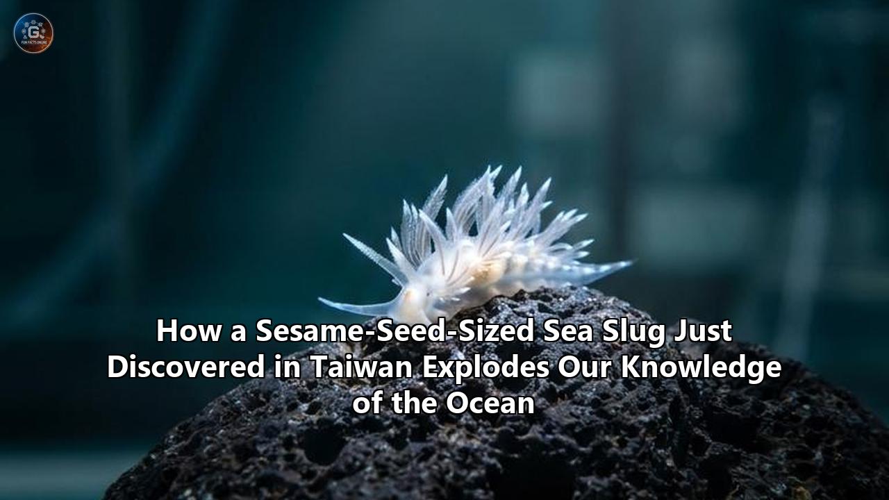 How a Sesame-Seed-Sized Sea Slug Just Discovered in Taiwan Explodes Our Knowledge of the Ocean