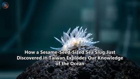 How a Sesame-Seed-Sized Sea Slug Just Discovered in Taiwan Explodes Our Knowledge of the Ocean