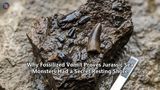 Why Fossilized Vomit Proves Jurassic Sea Monsters Had a Secret Resting Shore