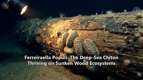 Ferreiraella Populi: The Deep-Sea Chiton Thriving on Sunken Wood Ecosystems