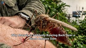 Why Malaria is Suddenly Roaring Back Near a Giant Amazon Dam