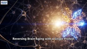 Reversing Brain Aging with a Single Protein