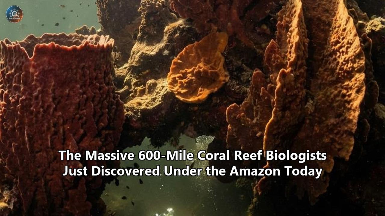The Massive 600-Mile Coral Reef Biologists Just Discovered Under the Amazon Today