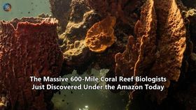 The Massive 600-Mile Coral Reef Biologists Just Discovered Under the Amazon Today