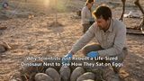 Why Scientists Just Rebuilt a Life-Sized Dinosaur Nest to See How They Sat on Eggs