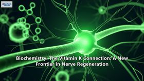 Biochemistry: The Vitamin K Connection: A New Frontier in Nerve Regeneration