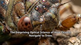 The Surprising Optical Science of How Cicadas Navigate to Trees