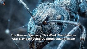 The Bizarre Discovery This Week That Saharan Ants Navigate Using Quantum Entanglement