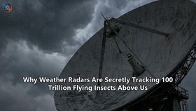 Why Weather Radars Are Secretly Tracking 100 Trillion Flying Insects Above Us