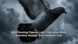 Why Homing Pigeons Lose Their Way When Scientists Disable Their Immune Cells