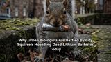 Why Urban Biologists Are Baffled By City Squirrels Hoarding Dead Lithium Batteries Today