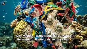 Why Melting Plastic Rubbish Is Creating Permanent 'Plasticorals' Across Reefs