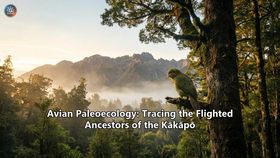 Avian Paleoecology: Tracing the Flighted Ancestors of the Kākāpō