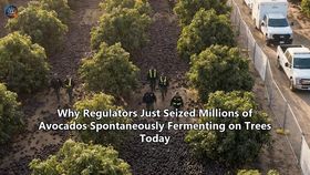 Why Regulators Just Seized Millions of Avocados Spontaneously Fermenting on Trees Today