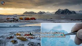 Antarctic Entomological Pollution: Microplastics in Extremophile Insects