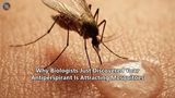 Why Biologists Just Discovered Your Antiperspirant Is Attracting Mosquitoes