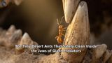 The Tiny Desert Ants That Safely Clean Inside the Jaws of Giant Predators