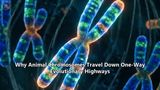 Why Animal Chromosomes Travel Down One-Way Evolutionary Highways