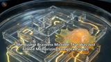 The Bizarre Brainless Microbe That Was Just Filmed Memorizing Complex Puzzles