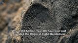 Why a 550-Million-Year-Old Sea Fossil Just Revealed the Origin of Right-Handedness