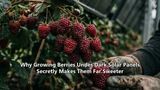 Why Growing Berries Under Dark Solar Panels Secretly Makes Them Far Sweeter