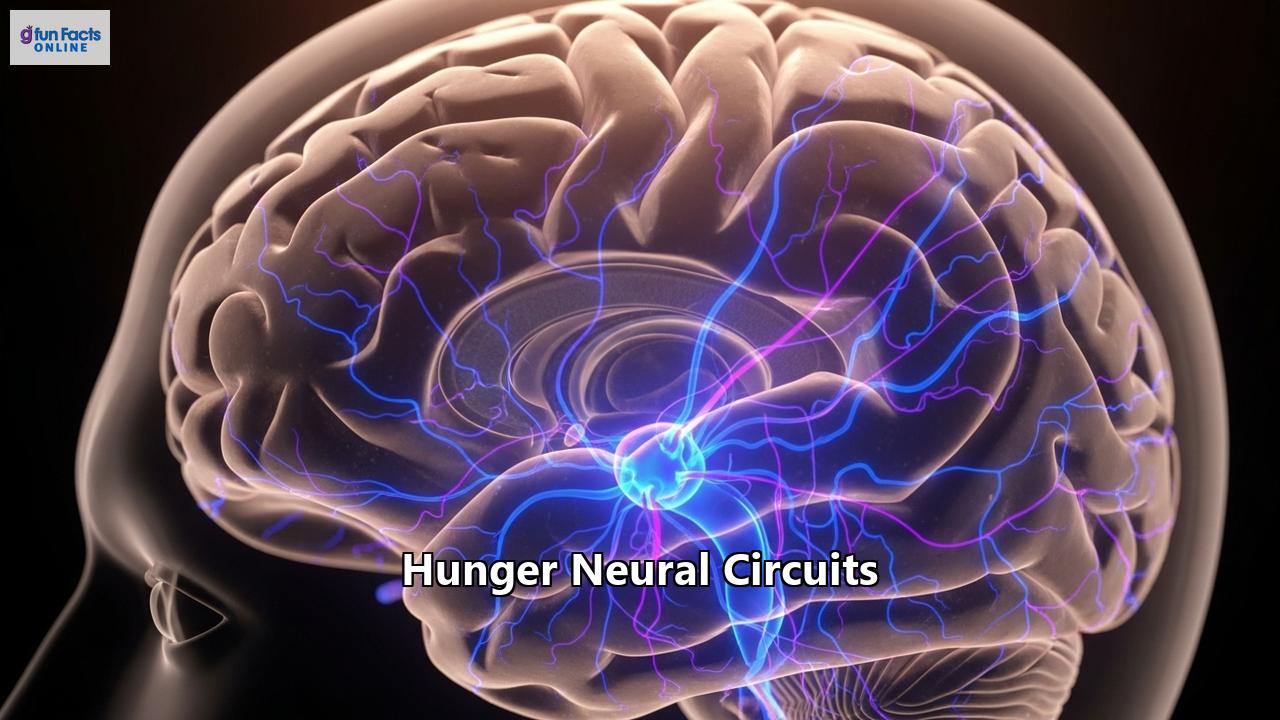Hunger Neural Circuits