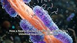 How a Newly Discovered Microbe Breaks Life's Universal Stop Codon Rulebook