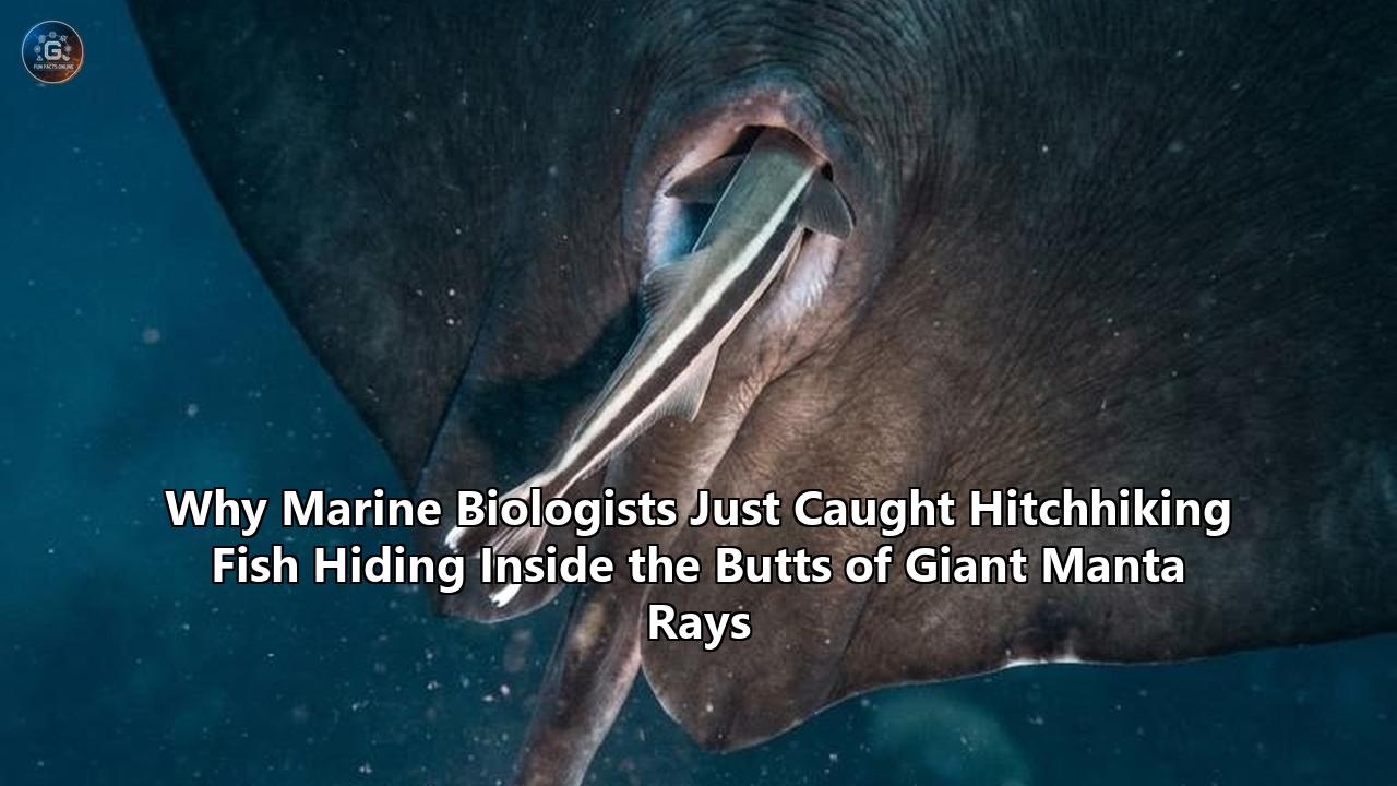Why Marine Biologists Just Caught Hitchhiking Fish Hiding Inside the Butts of Giant Manta Rays