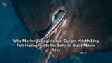Why Marine Biologists Just Caught Hitchhiking Fish Hiding Inside the Butts of Giant Manta Rays
