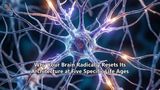 Why Your Brain Radically Resets Its Architecture at Five Specific Life Ages