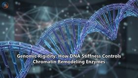 Genomic Rigidity: How DNA Stiffness Controls Chromatin Remodeling Enzymes