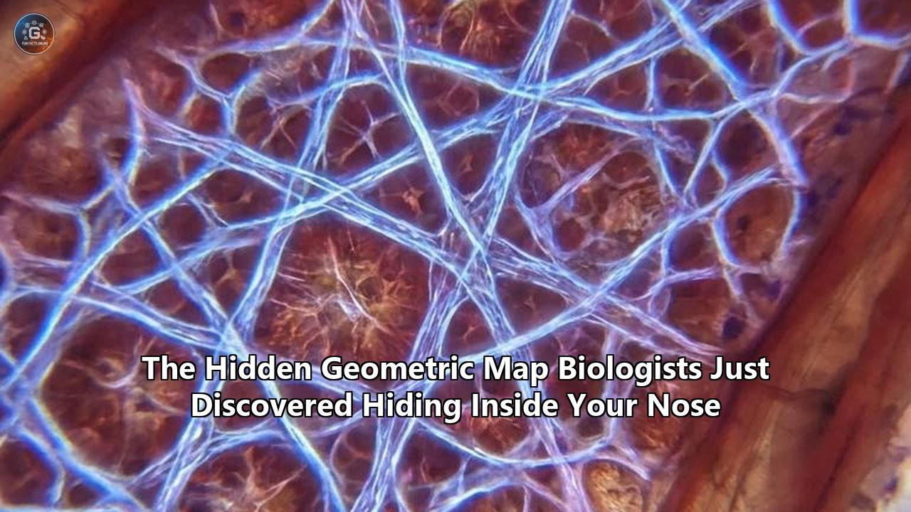 The Hidden Geometric Map Biologists Just Discovered Hiding Inside Your Nose