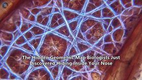 The Hidden Geometric Map Biologists Just Discovered Hiding Inside Your Nose