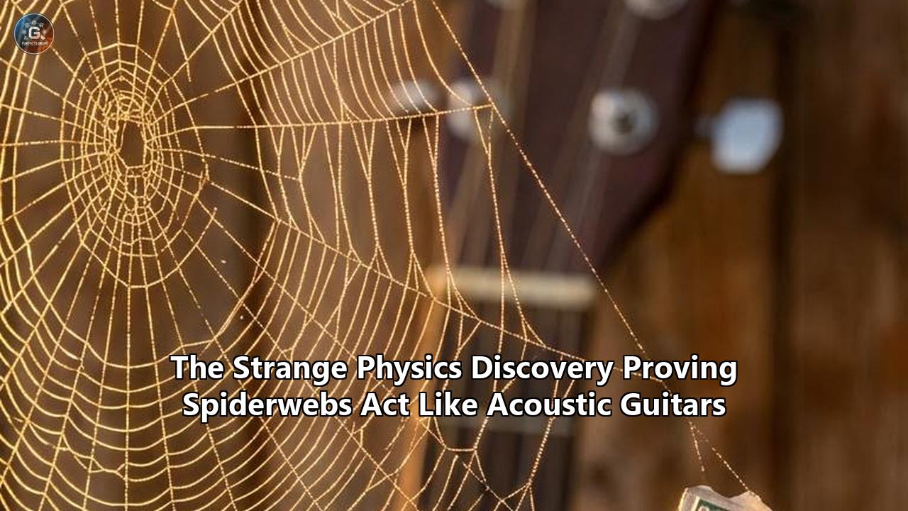 The Strange Physics Discovery Proving Spiderwebs Act Like Acoustic Guitars