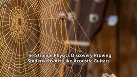 The Strange Physics Discovery Proving Spiderwebs Act Like Acoustic Guitars