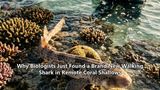 Why Biologists Just Found a Brand New Walking Shark in Remote Coral Shallows