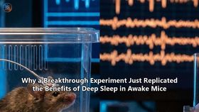 Why a Breakthrough Experiment Just Replicated the Benefits of Deep Sleep in Awake Mice