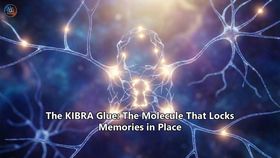 The KIBRA Glue: The Molecule That Locks Memories in Place