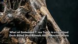 What an Embedded T. rex Tooth in a Fossilized Duck-Billed Skull Reveals About Ancient Hunts
