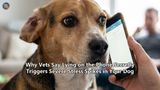 Why Vets Say Lying on the Phone Secretly Triggers Severe Stress Spikes in Your Dog