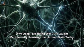 Why Deep Freediving Was Just Caught Permanently Rewiring the Human Brain Today
