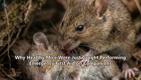 Why Healthy Mice Were Just Caught Performing Emergency First Aid on Companions