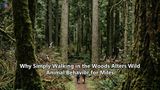 Why Simply Walking in the Woods Alters Wild Animal Behavior for Miles