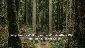 Why Simply Walking in the Woods Alters Wild Animal Behavior for Miles