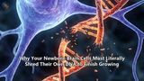 Why Your Newborn Brain Cells Must Literally Shred Their Own DNA to Finish Growing