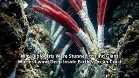 Why Biologists Were Stunned to Find Giant Worms Living Deep Inside Earth's Ocean Crust