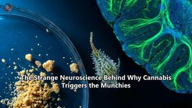 The Strange Neuroscience Behind Why Cannabis Triggers the Munchies