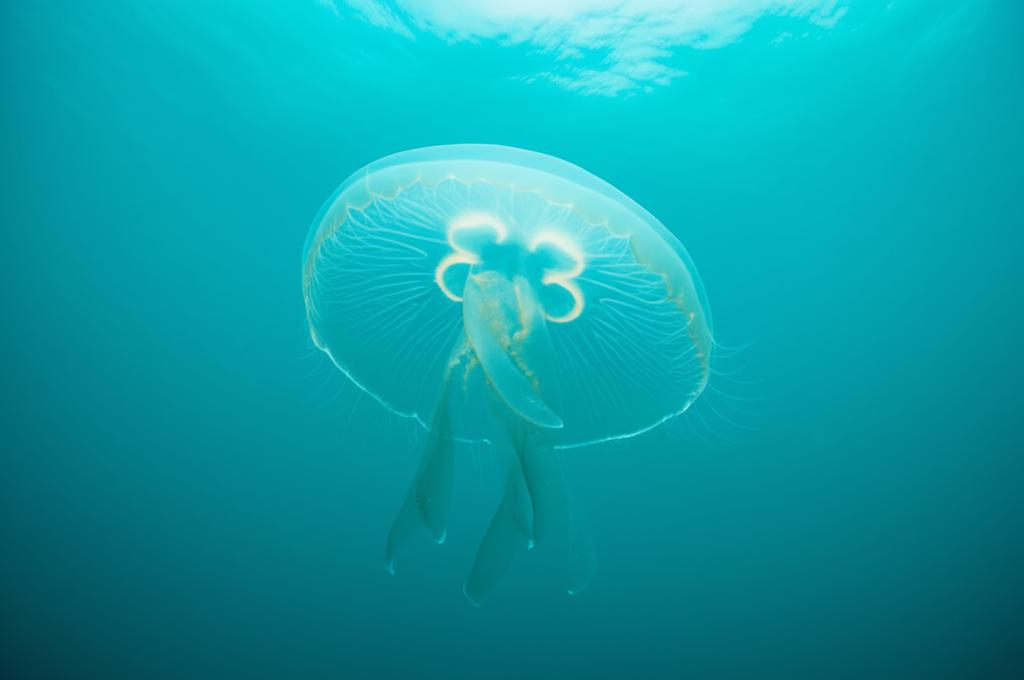 Primordial Neural Systems: Jellyfish and the Evolution of Cognition