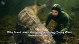 Why Great Lakes Sturgeon Swimming Today Were Born in the 1600s